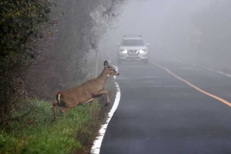 Rogue Deer Goring In Michigan