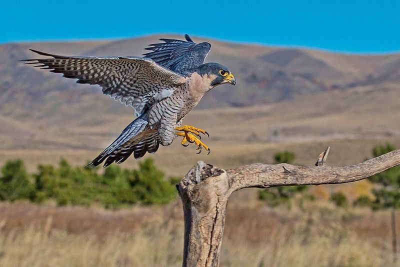 Peregrine Falcon