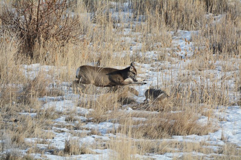 Deer