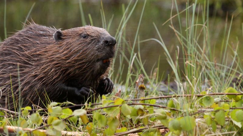 Beavers – Surprising Waterside Defenders