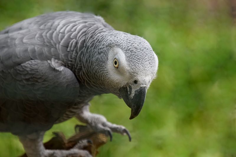 Parrots: Feathered Empaths