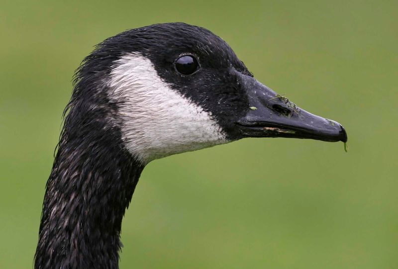 Canada Geese: Lawn-Loving Fowl