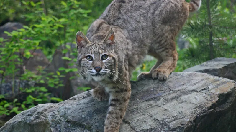 Bobcats