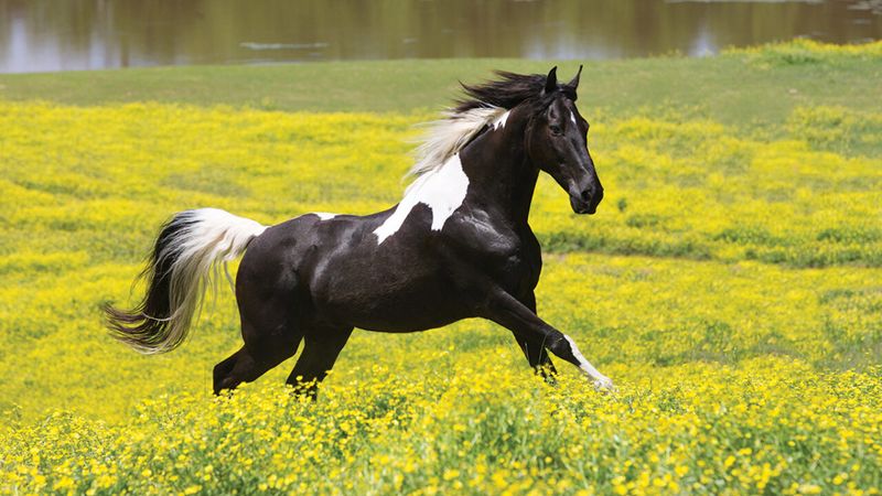 Spotted Saddle Horse: Colorful Comfort On The Trail
