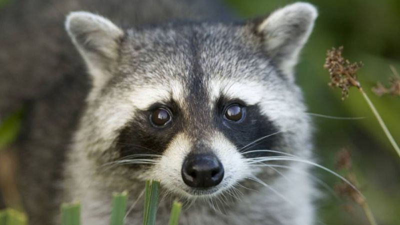 Masters Of Adaptation: Raccoons