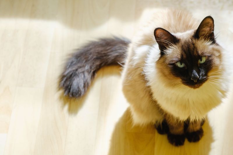 Balinese: Siamese In Flowing Robes
