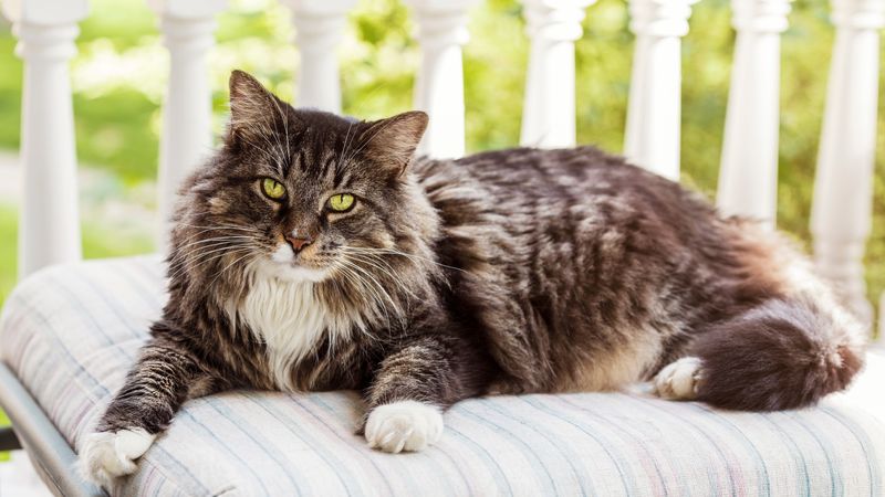 Norwegian Forest Cat: The Unbothered Viking