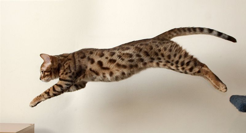 Bengal