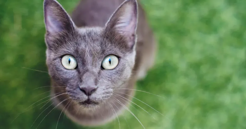 Russian Blue