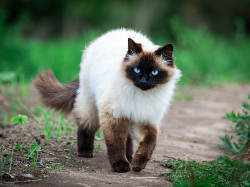 Himalayan