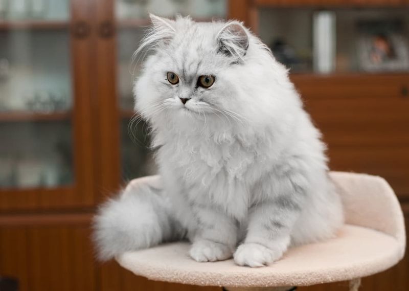 Persian