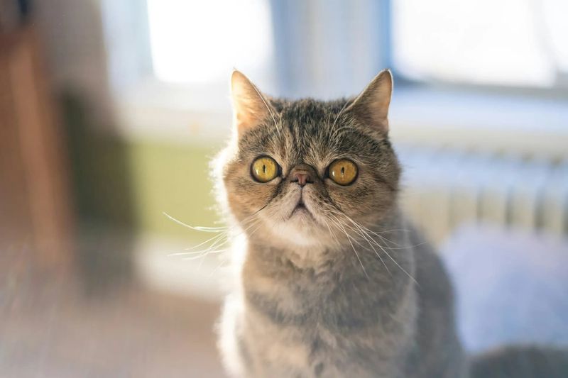 Exotic Shorthair's Plush Teddy Bear Texture
