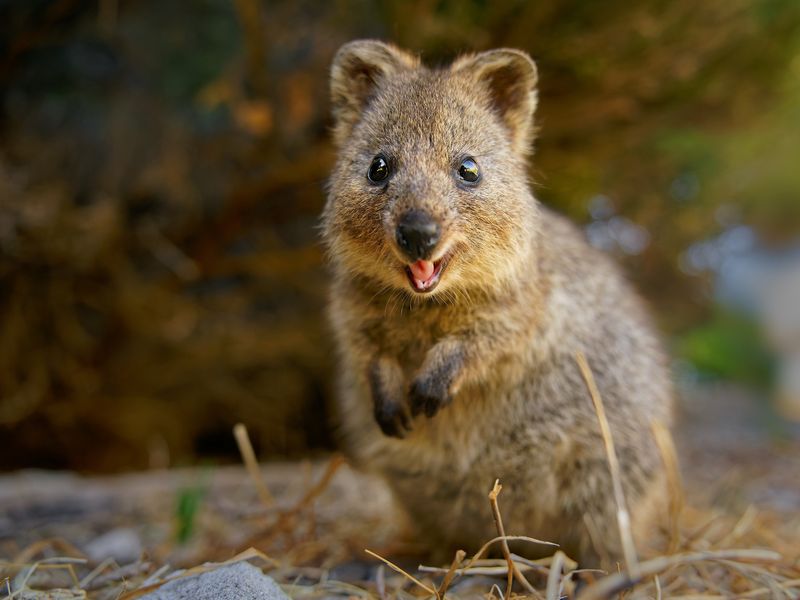 Quokkas: The Smiling Softies