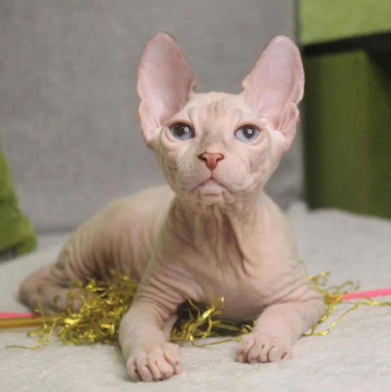 Sphynx Cats