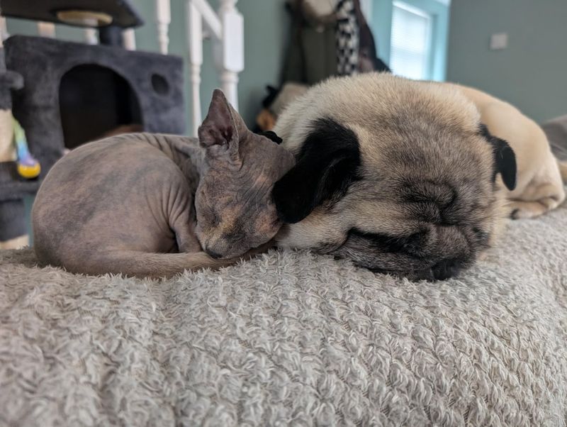 Sphynx: Hairless Huggers Seeking Warmth