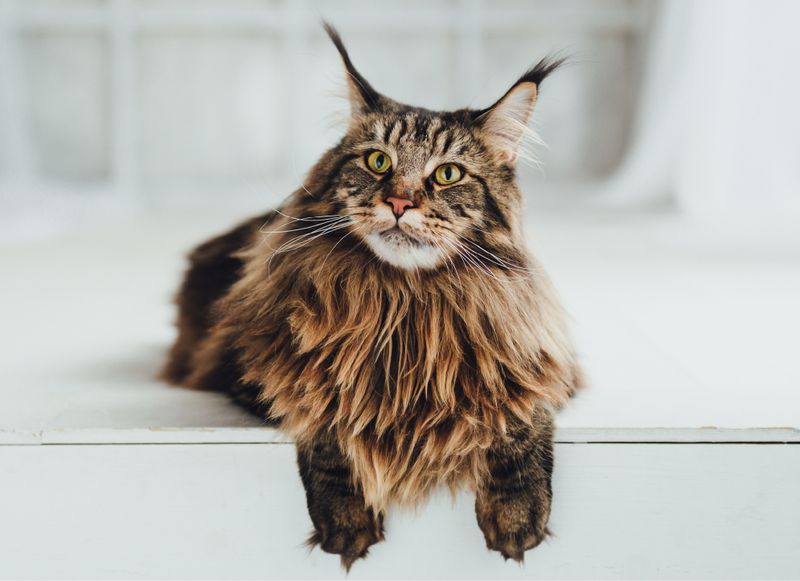Maine Coon: Gentle Giants With Heart To Match