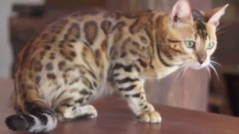 Bengal Maine Coon Mix