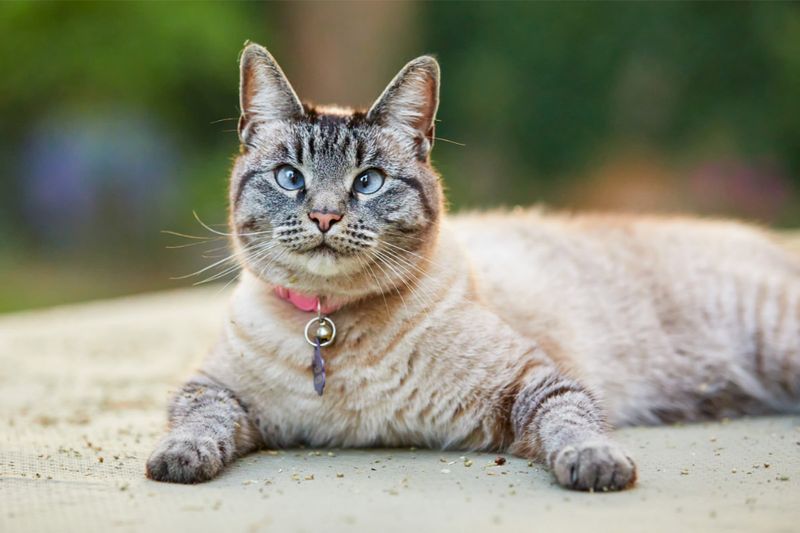 Siamese + Tabby = Siamese Tabby