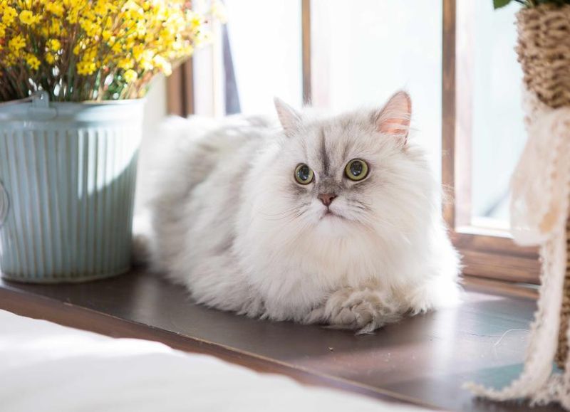 Persian Pillows: Decorative Couch Potatoes