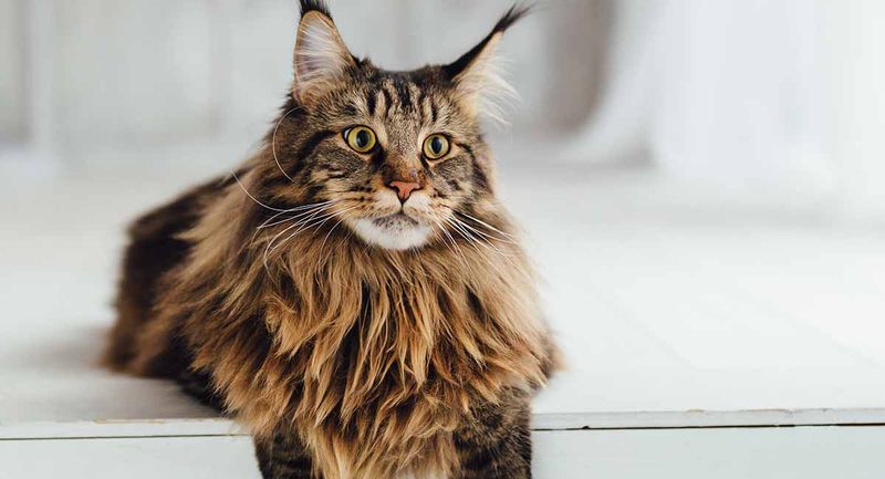 Maine Coon + Persian = Maine Coon Persian