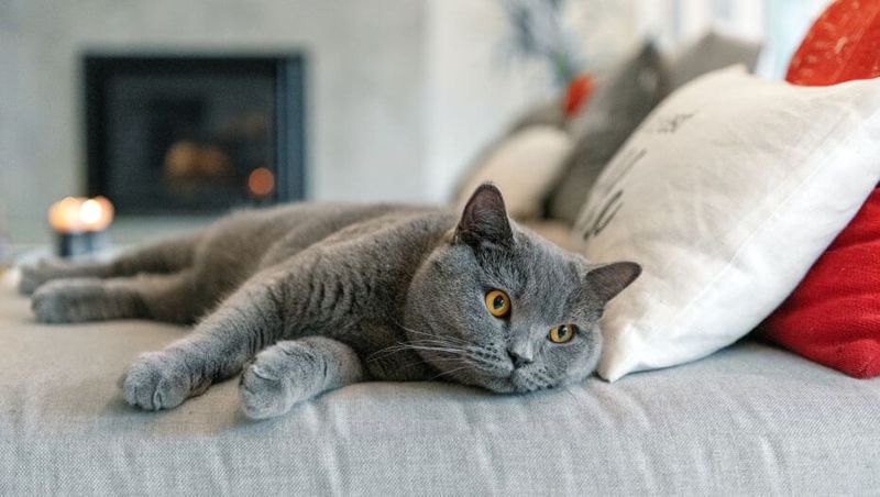 British Shorthair: The Couch Potato