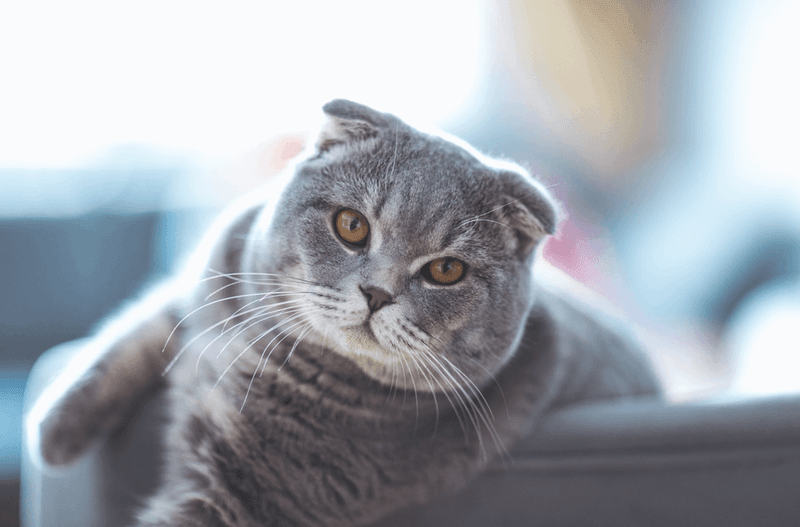 British Shorthair: The Couch Commander