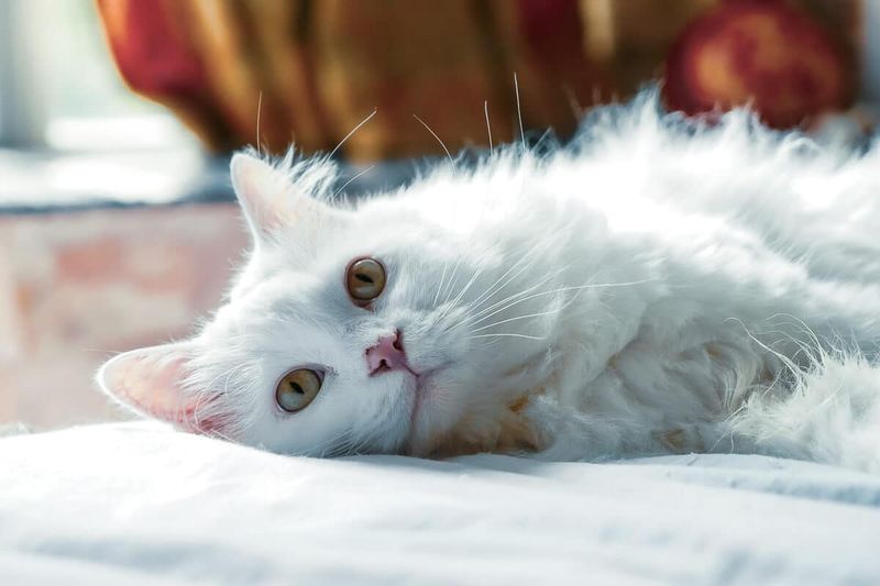 Persian: The Serene Aristocrat