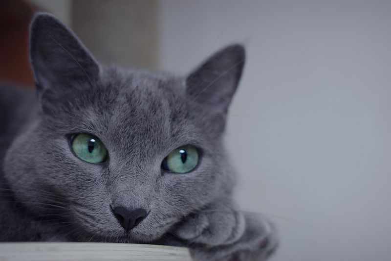 Russian Blue: The Quiet Observer