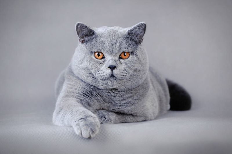 British Shorthair: Low-Maintenance Companions
