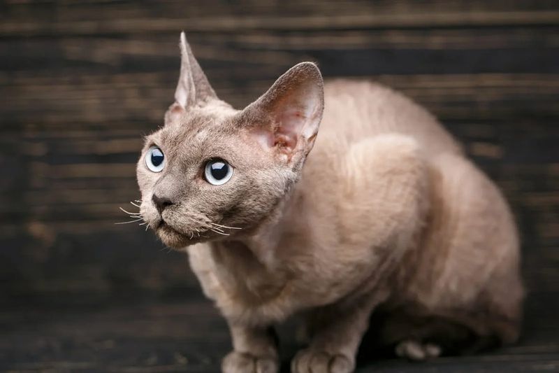 Devon Rex: The Pixies Of The Cat World