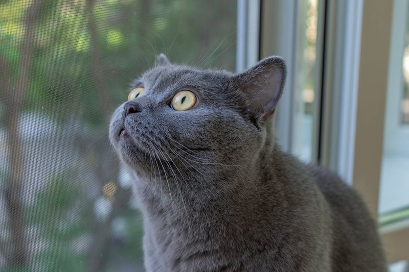 British Shorthair - The Stoic Snuggler