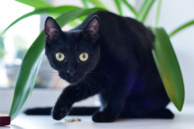 Bombay - The Miniature Panther With A Heart Of Gold