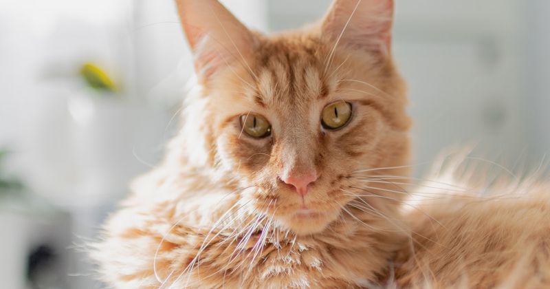 Maine Coon