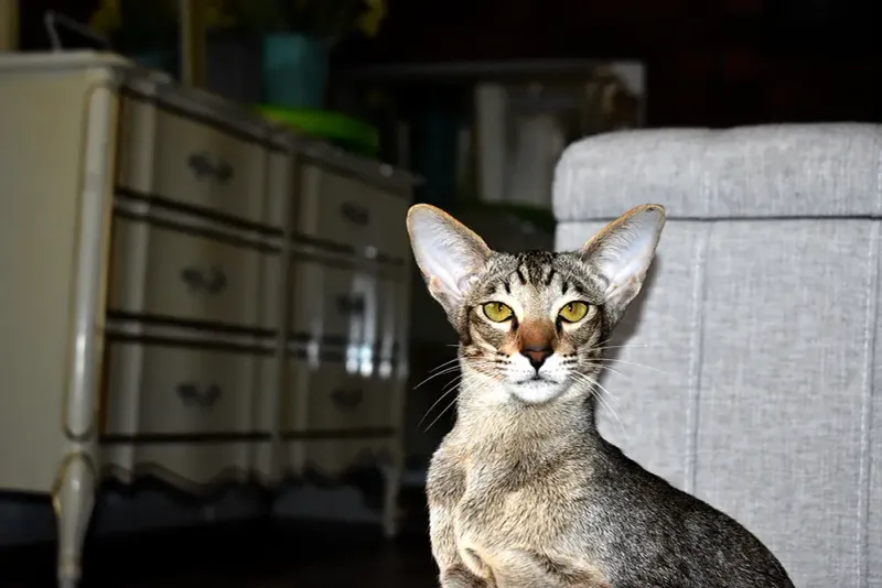 Oriental Shorthair