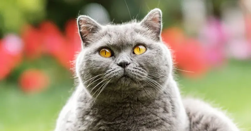 British Shorthairs