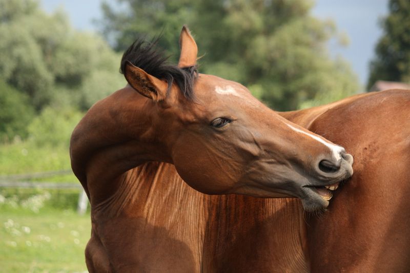 Sweet Itch