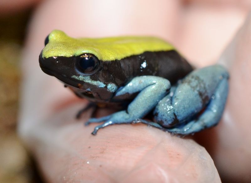 Blue-Legged Mantella Frogs With Neon Socks