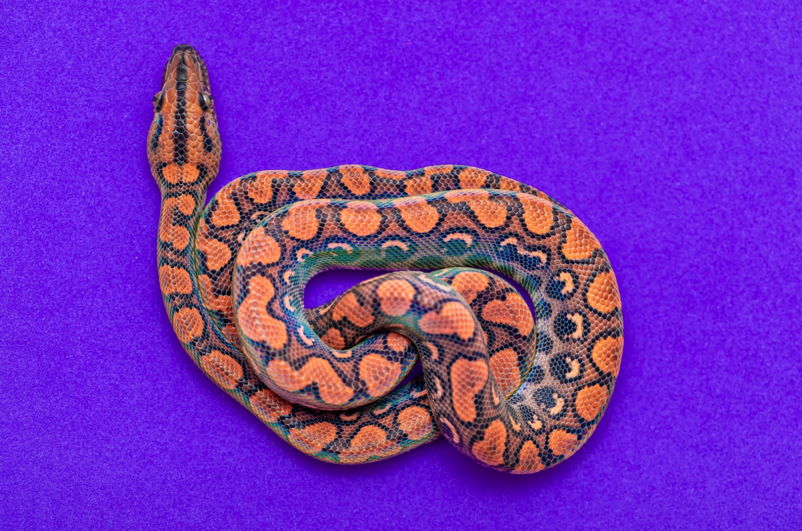 Rainbow Boa