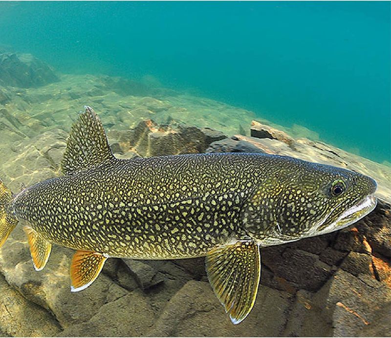 Lake Trout: Canada's Comeback Kid