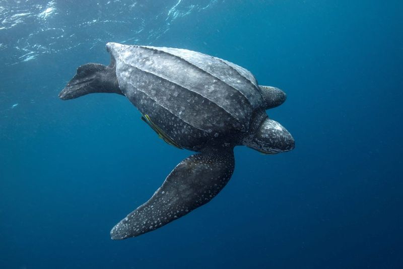 The Ocean's Ancient Wanderer: Leatherback Sea Turtle