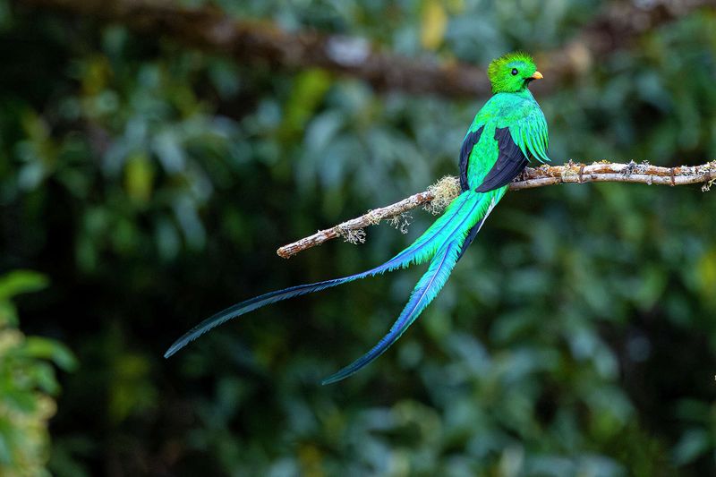 Resplendent Quetzal