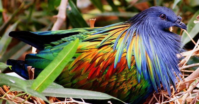 Nicobar Pigeon