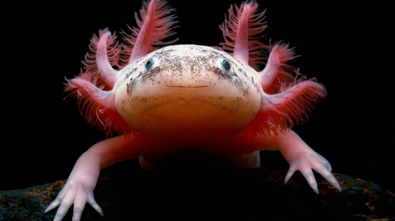 They Breathe Through Their Skin – No Lungs Needed!