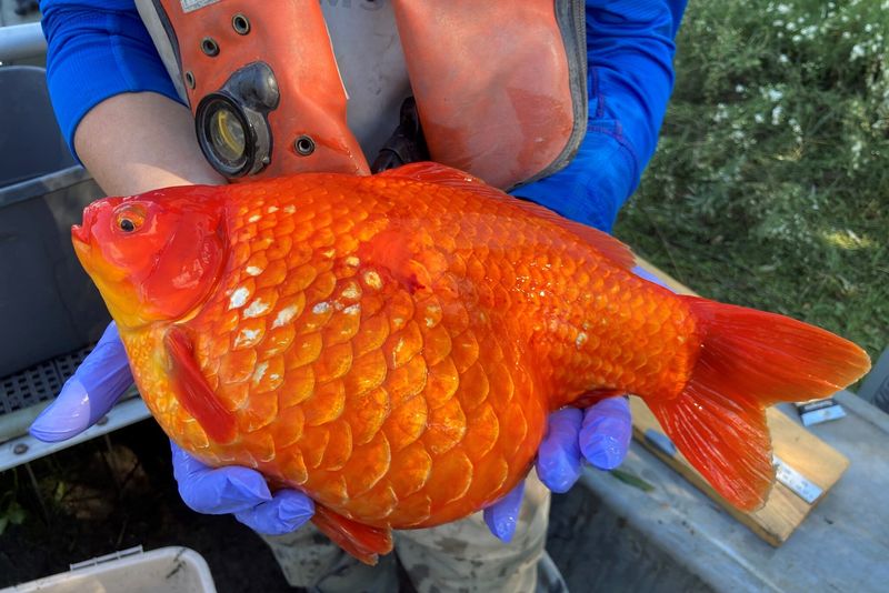 Goldfish