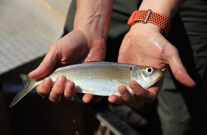 Alewife