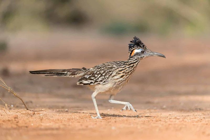 Desert Roadrunners (Not Just Cartoons!)