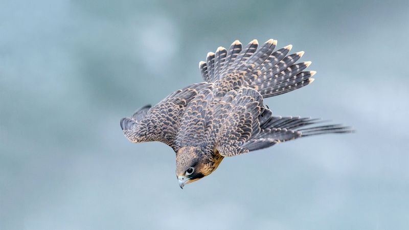 Airborne Hunters That Defy Domestication