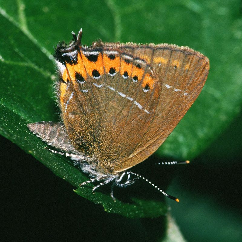 Fluttering Architects