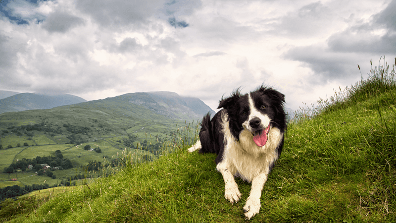 Boundless Energy Machines: Border Collies