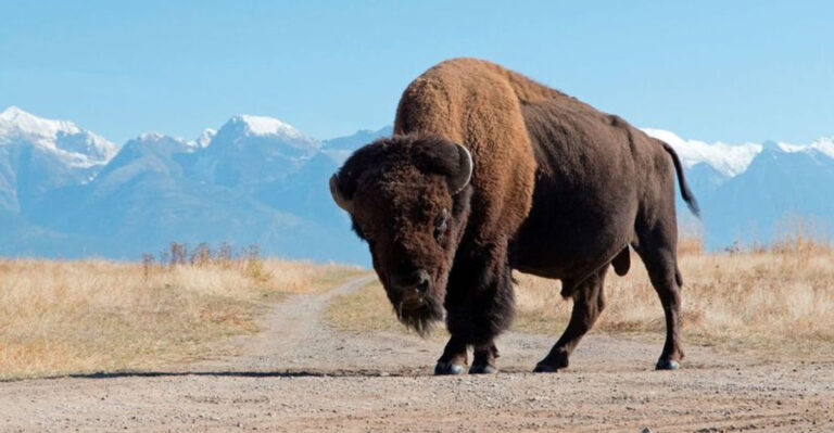 Ranchers See Nature Rebound After Reintroducing Bison To Native Lands
